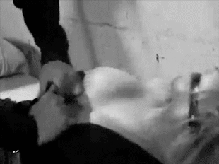Gif